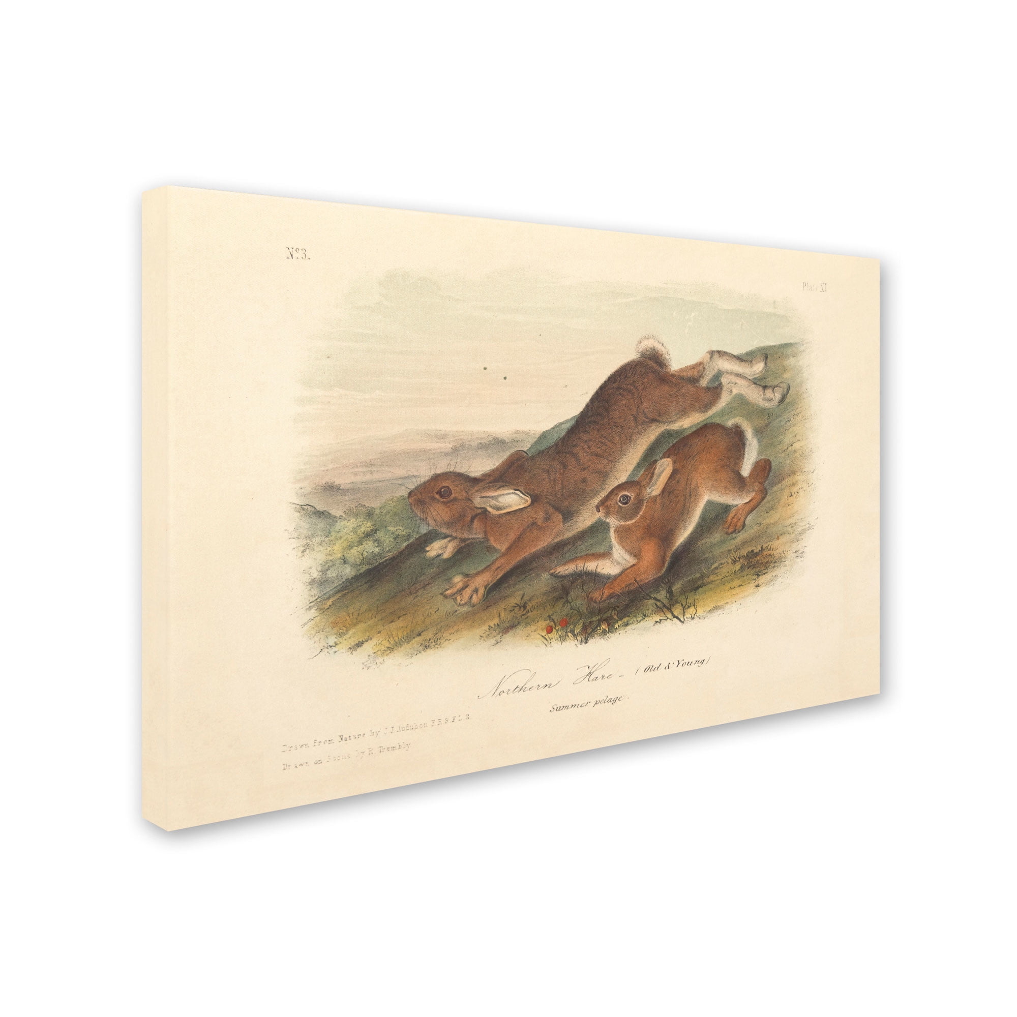 Trademark Fine Art "Northern Hare" Canvas Art by John James Audubon