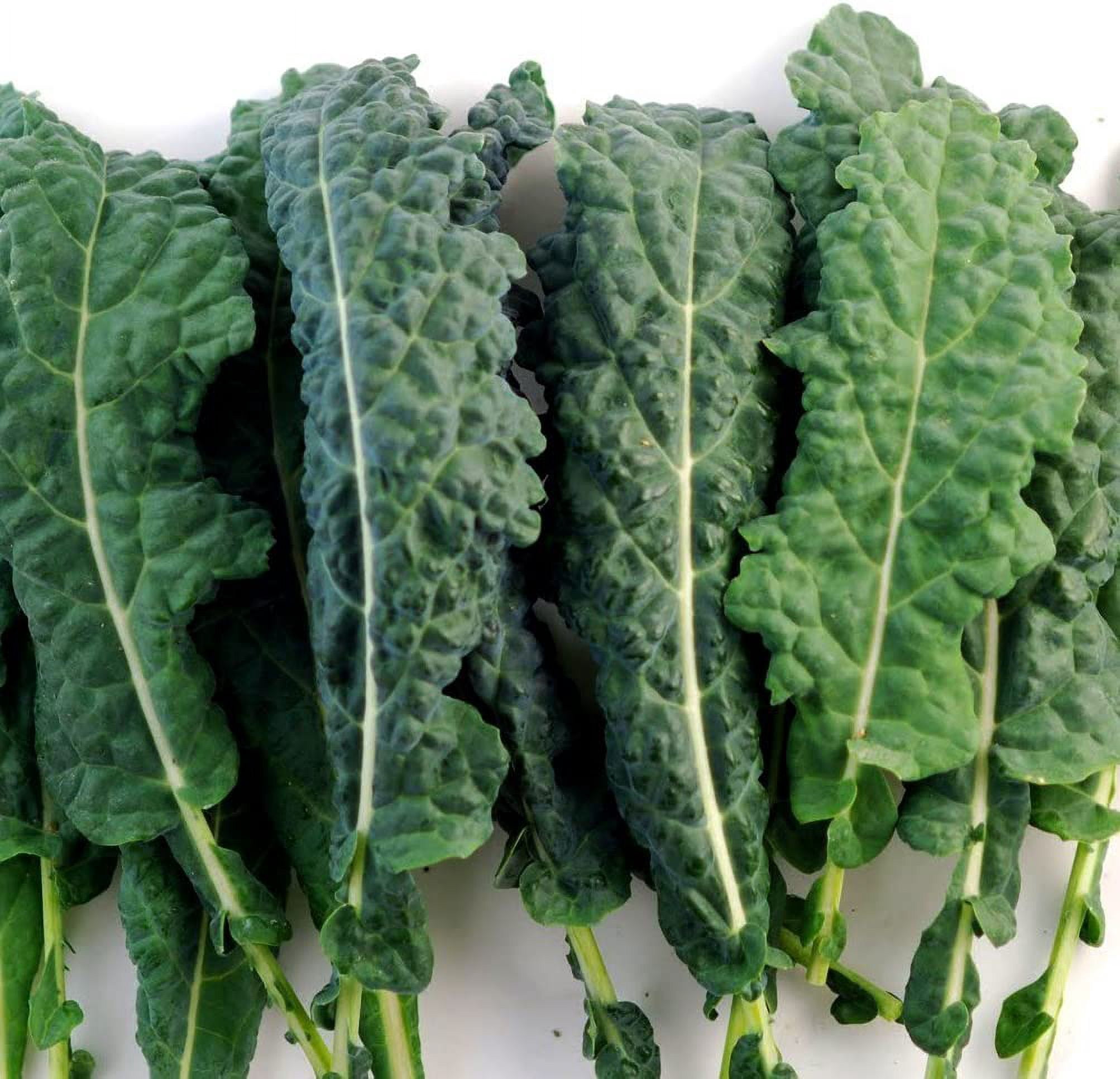 Kale Lacinato (AKA Dinosaur or Tuscan) Great Heirloom Vegetable 1 Lb Seeds