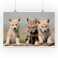 thumbnail image 2 of Wolf Pups (12x18 Wall Art Poster, Room Decor), 2 of 3