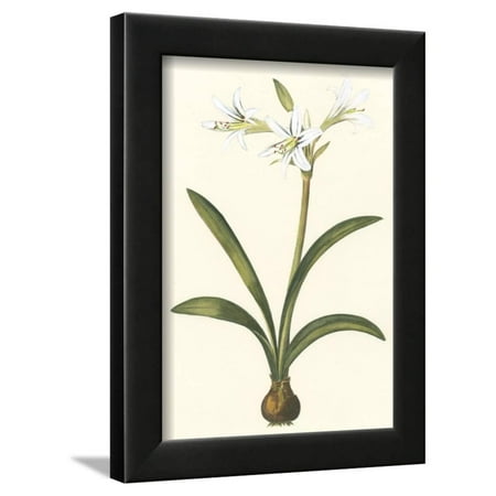 Belladonna Two Light - Belladonna Lilies II Framed Print Wall Art