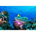 thumbnail image 3 of Marchegiani, Roberto 24x17 Black Modern Framed Museum Art Print Titled - Sea life, 3 of 5