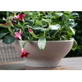 thumbnail image 2 of Hofland Tuscan Clay Pot – 5 inch, 2 of 2