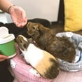thumbnail image 2 of GuineaDad Pea Flakes Treat Cup | 16oz, 2 of 6