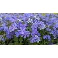 thumbnail image 2 of Blue Moon Woodland Phlox, 2 of 4