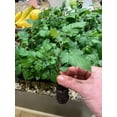 3 Pack Ponca Thornless Blackberry Plant. THE BEST