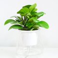 thumbnail image 5 of ruhuadgb Flowerpot Self Watering Practical Plastic Transparent Plant Pot for Home,Small, 5 of 8
