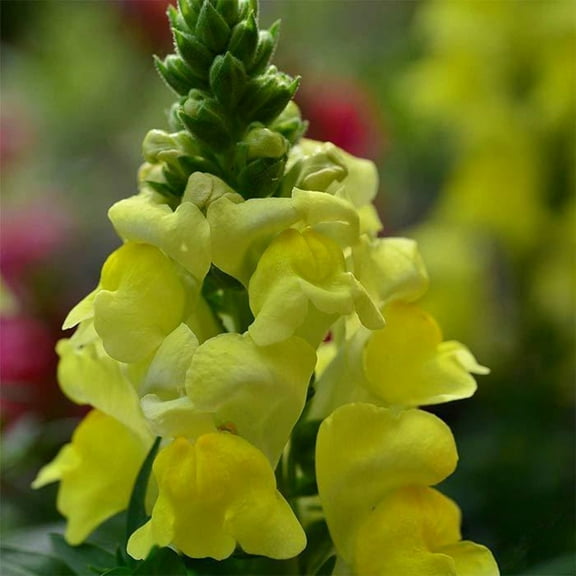Floral Showers Snapdragon Yellow ~25 Seeds - Non-GMO, Dwarf 6-8" Plants, Fragrant & Vibrant Blooms, Perfect for Indoor Planters, 115-121 Days to Maturity, Ideal for Bouquets & Arrangements.
