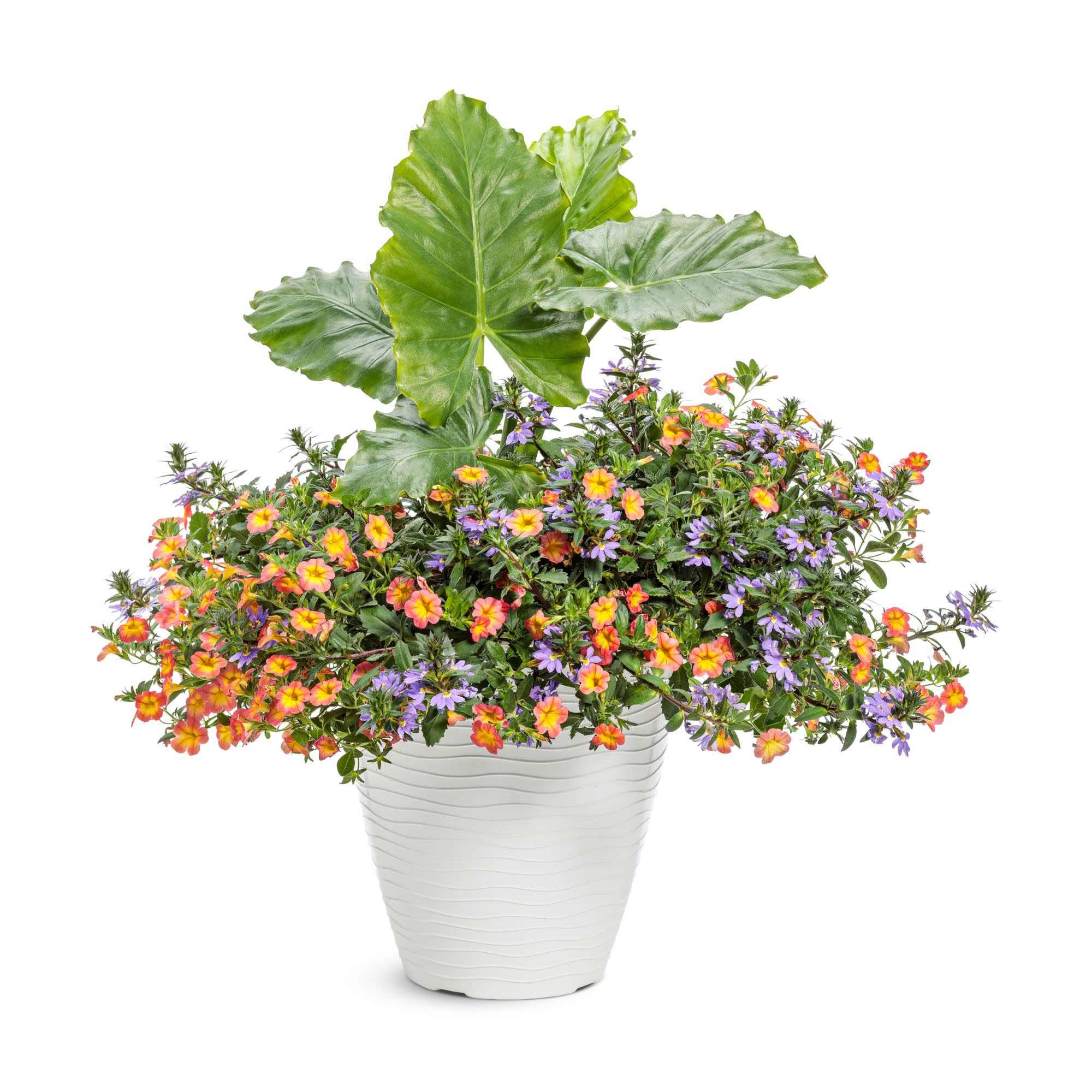 Proven Winners 4" Whirlwind Blue Fan Flower Live Plant in 4.25" Pot (4 Count)