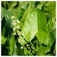thumbnail image 3 of Everwilde Farms - 1/4 lb Common Arrowhead Native Wildflower Seeds - Gold Vault Bulk Seed Packet, 3 of 3