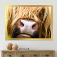 thumbnail image 3 of Designart 'Close-Up Highland Cattle' Farmhouse Framed Art Print, 3 of 4