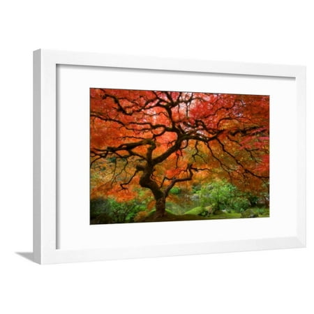 Japanese Maple Fall Tree Photo Framed Print Wall Art By Lantern