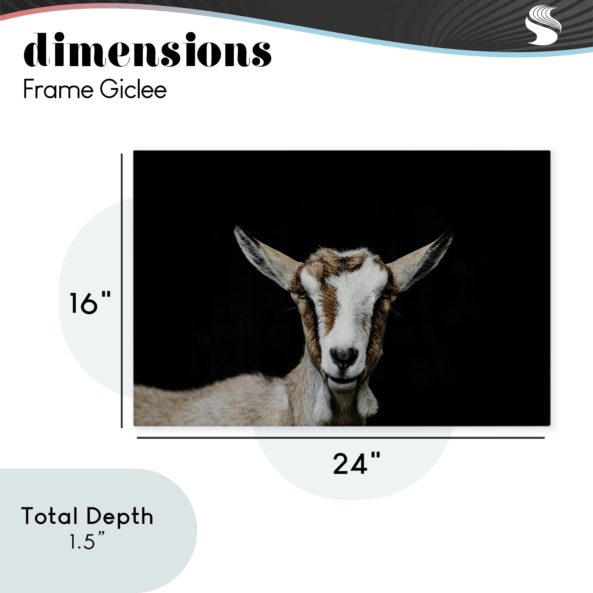 Goat Face over Black Canvas Wall Art, design by Amy Carroll