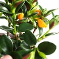 Gallery Detail: Trailing Goldfish Plant Live In 4 Pot Tropical Houseplant For
