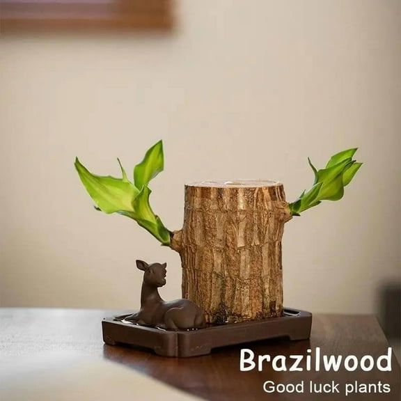 Easter Brazilian Wood Mini Plant Gift Lucky Fortune Indoor Greenery Natural Air Purifier with Tray