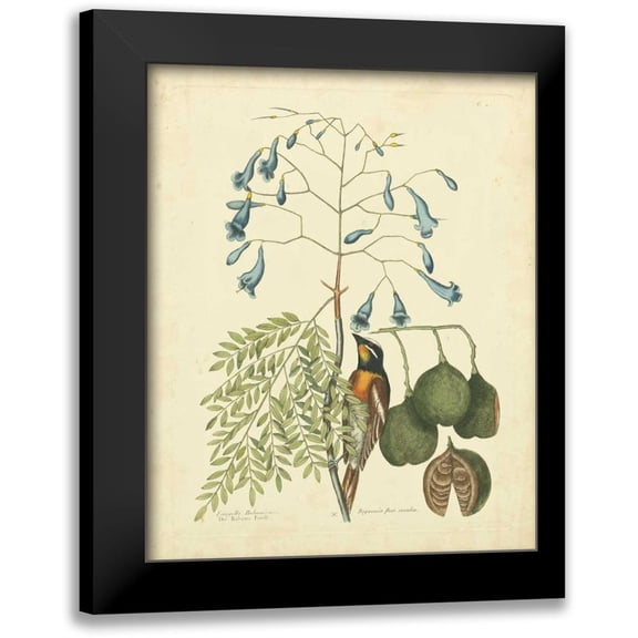 Catesby, Mark 12x14 Black Modern Framed Museum Art Print Titled - Catesby Bird and Botanical II