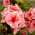 thumbnail image 2 of Encore Azalea Autumn Sunburst (1 Gallon) Pink and White Flowering Shrub - Full Sun Live Outdoor Plant, 2 of 10