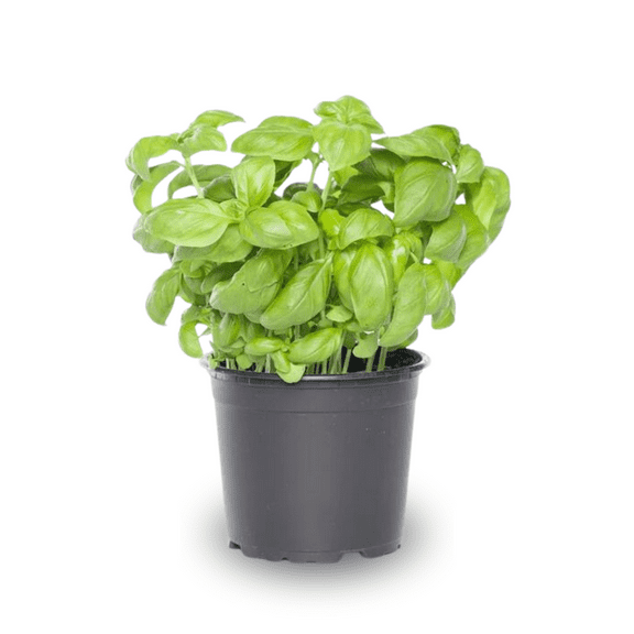 Set 4 of Sweet Basil Plants Live, 4 to 6 Inc Tall, Live Basil Plants for Indoor Outdoor