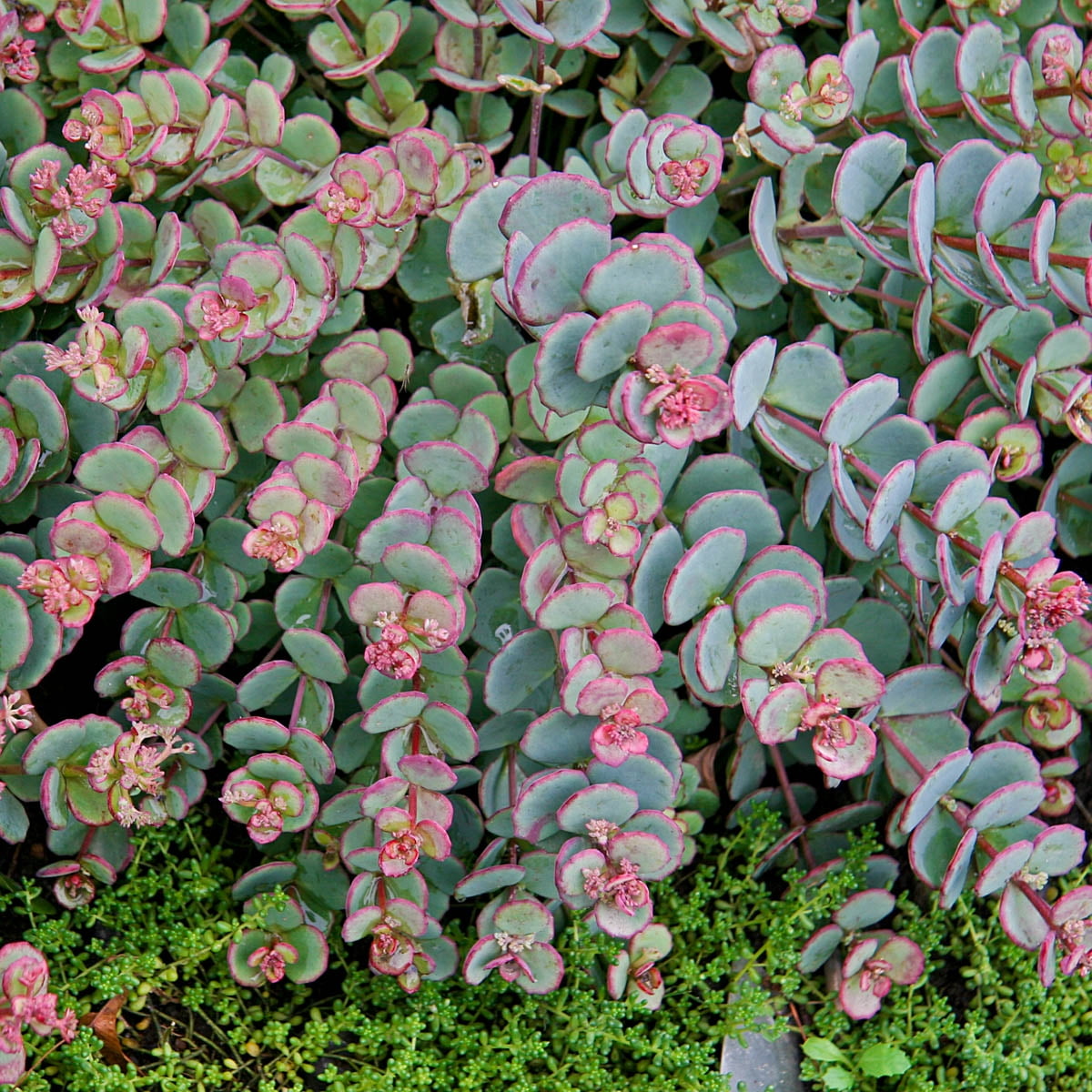 Enchanting Sedum Ground Covers: A Carpet Of Hardy And Colorful Foliage