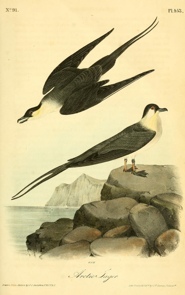 Birds Of America 18