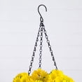 thumbnail image 5 of Nearly Natural 24in. UV Resistant Artificial Chrysanthemum Hanging Basket (Indoor/Outdoor), 5 of 8
