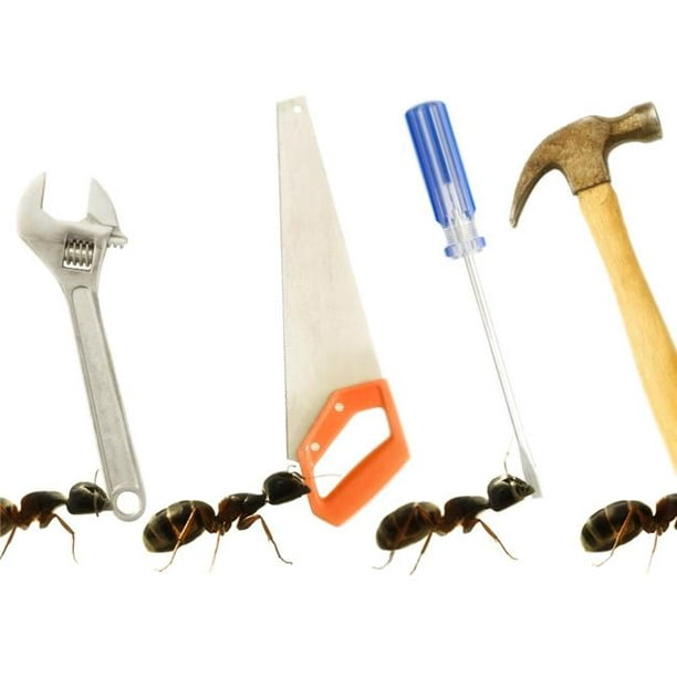 Affiche de Fourmis Charpentières Camponotus Pennsylvanicus Imprimé&44; 18 x 13