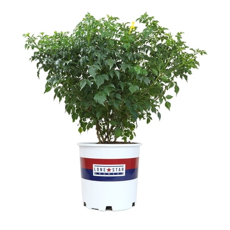 Lone Star Growers Tecomaria Golden Honeysuckle, Drought Tolerant Live Plant, 8 Qt Pot, Full Sun