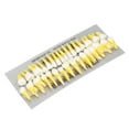 thumbnail image 5 of Modelo dental permanente escala 1:1, 32 unidades, resina bicolor, modelo de demostración dental para dentistas, 5 of 5