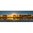 thumbnail image 2 of Jones, Adam 14x7 White Modern Wood Framed Museum Art Print Titled - Sable palms silhouetted at sunrise on the Econlockhatchee River, 2 of 4