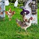thumbnail image 3 of 2PCS Halloween Metal Yard Decoration Skeleton Riding Rooster Metal Yard Sign Imitation Halloween Ornament, 3 of 5
