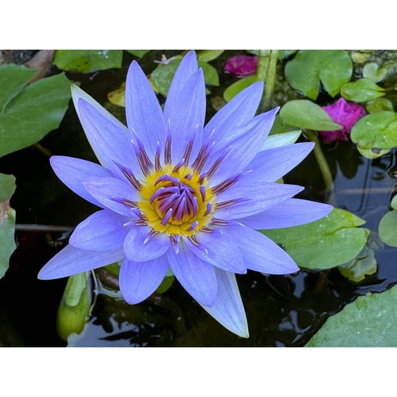 3 Organic Mixed Colors LOTUS Nelumbo Pond Water Lily Lilypad Blue Red Flower Large Seeds
