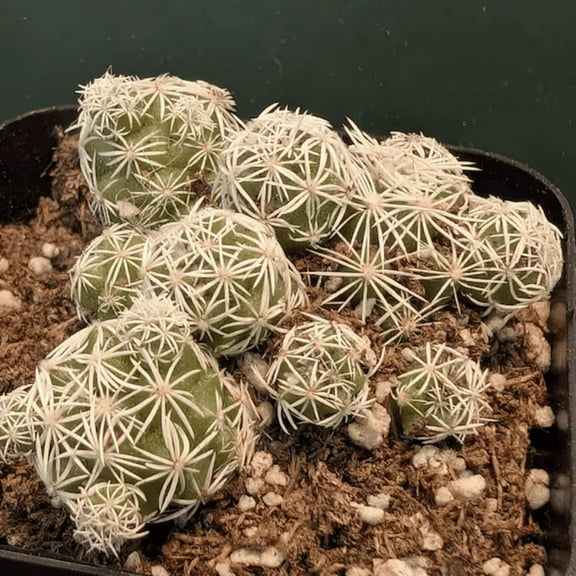 Thimble Cactus, Mammillaria Gracilis Fragilis, Small Cactus Cluster, Indoor Plant, Rare Cactus in 2'' pot