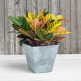 thumbnail image 3 of Root & Vessel Ella Square Planter, Gray, 12", 3 of 6