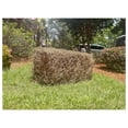 thumbnail image 5 of Premium Square Pine Straw Bale: Easy to Spread & Handle | Good Quality Long Needles | 65-70 Sq. Ft. Coverage | Ideal for Gardening, Landscaping, & Decoration, 5 of 5