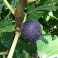 thumbnail image 6 of Bordeaux Fig Tree – Sweet, Dark-Purple Fruit Tree for Home Gardens, 6 of 6