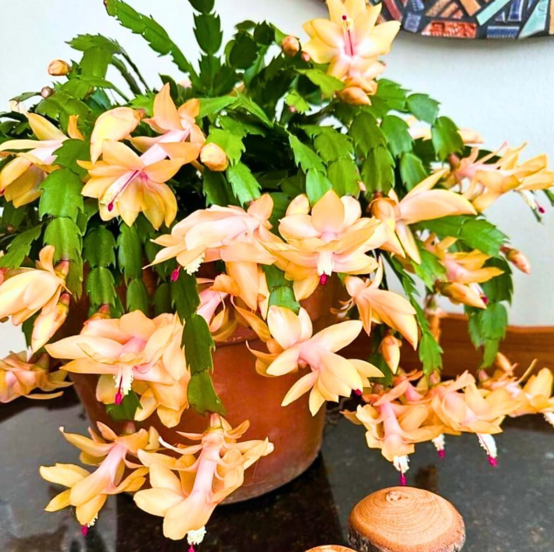 2 Mix Color Christmas Cactus Live Plant for Planting, Holiday Cactus Flowers 4 -6 Inch Tall in 3" Pot