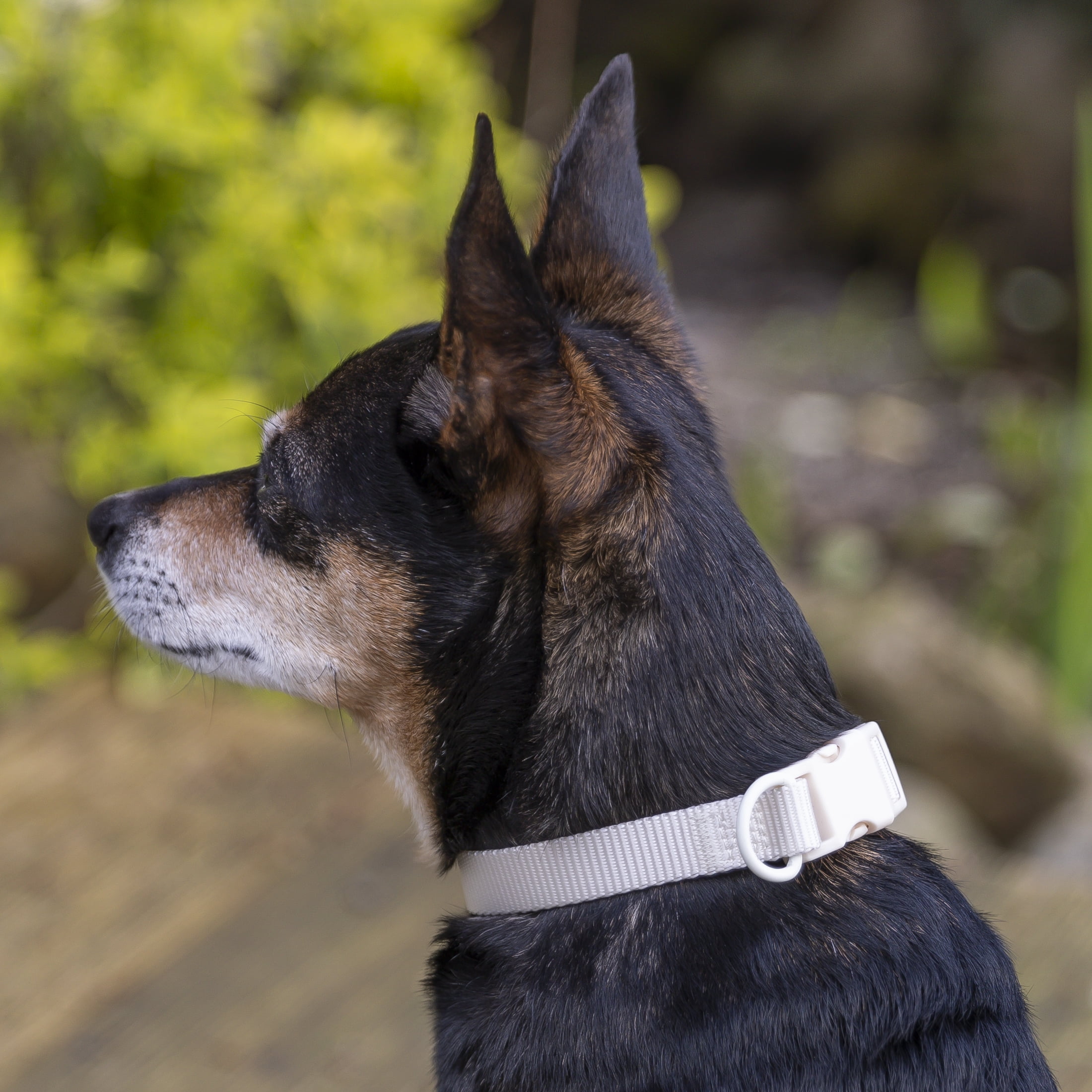 Vibrant Life Solid Adjustable Dog Collar, Cream, Small