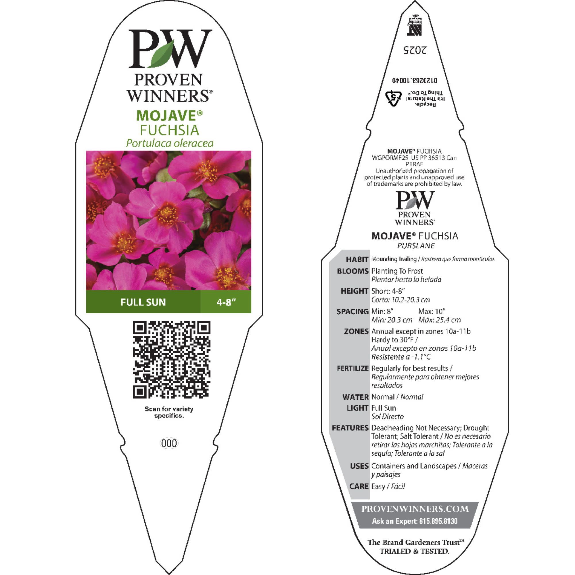 Proven Winners 4" Pink Mojave Fuchsia Purslane Live Plant in 4.25" Pot (4 Count)