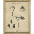 thumbnail image 2 of Vision Studio 12x14 Black Ornate Wood Framed with Double Matting Museum Art Print Titled - Antiquarian Flamingo, 2 of 4