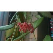 (3-Pack) Hoya Bilobata  Easy Care Flowering Tropical Outdoor & House Plant