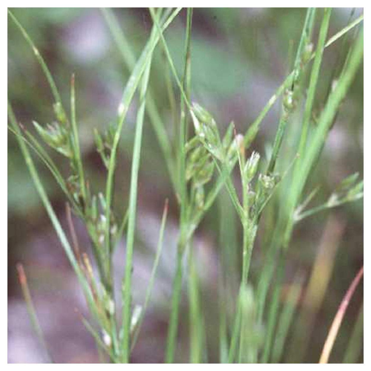 Everwilde Farms - 1 lb Path Rush Native Grass Seeds - Gold Vault Bulk Seed Packet