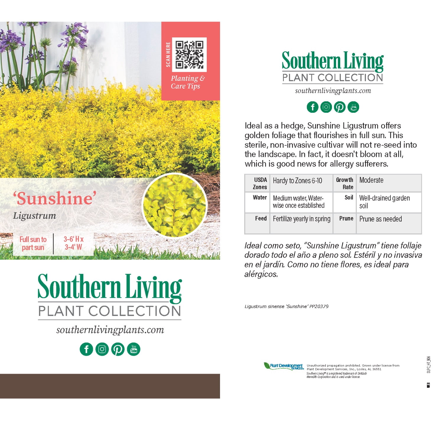 Southern Living Sunshine Ligustrum Live Shrub in 2.5-Quart Grower Pot
