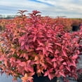 thumbnail image 2 of Goldflame Spirea - Spiraea japonica 'Goldflame', 2 of 3