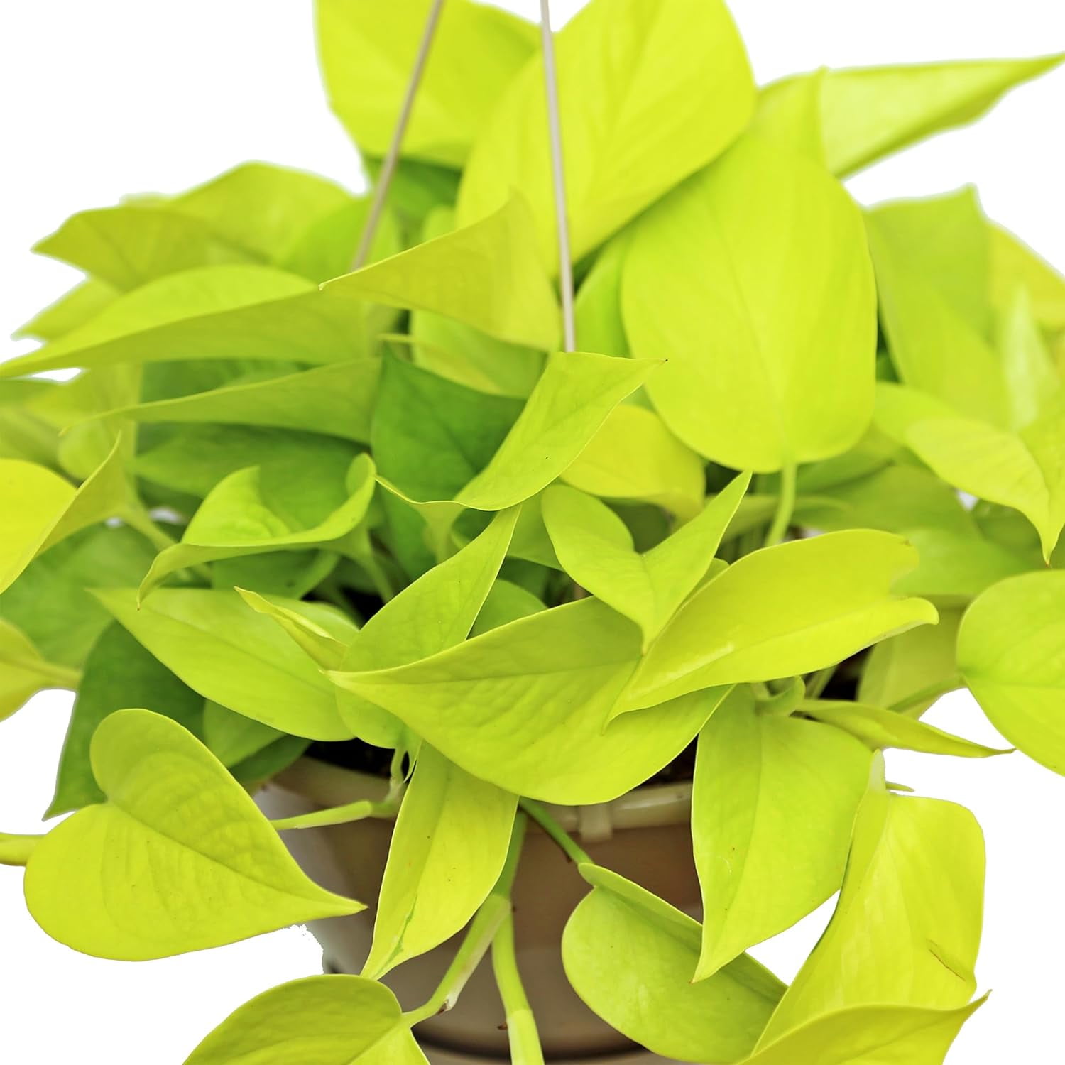 Live Neon Pothos, Birthday Gift, Trailing Indoor Plant, Thank You Gift, Housewarming Gift, Sympathy Gift, Christmas Gift, Live Wall Decor, Plant Lover Gift in 8" Hanging Basket
