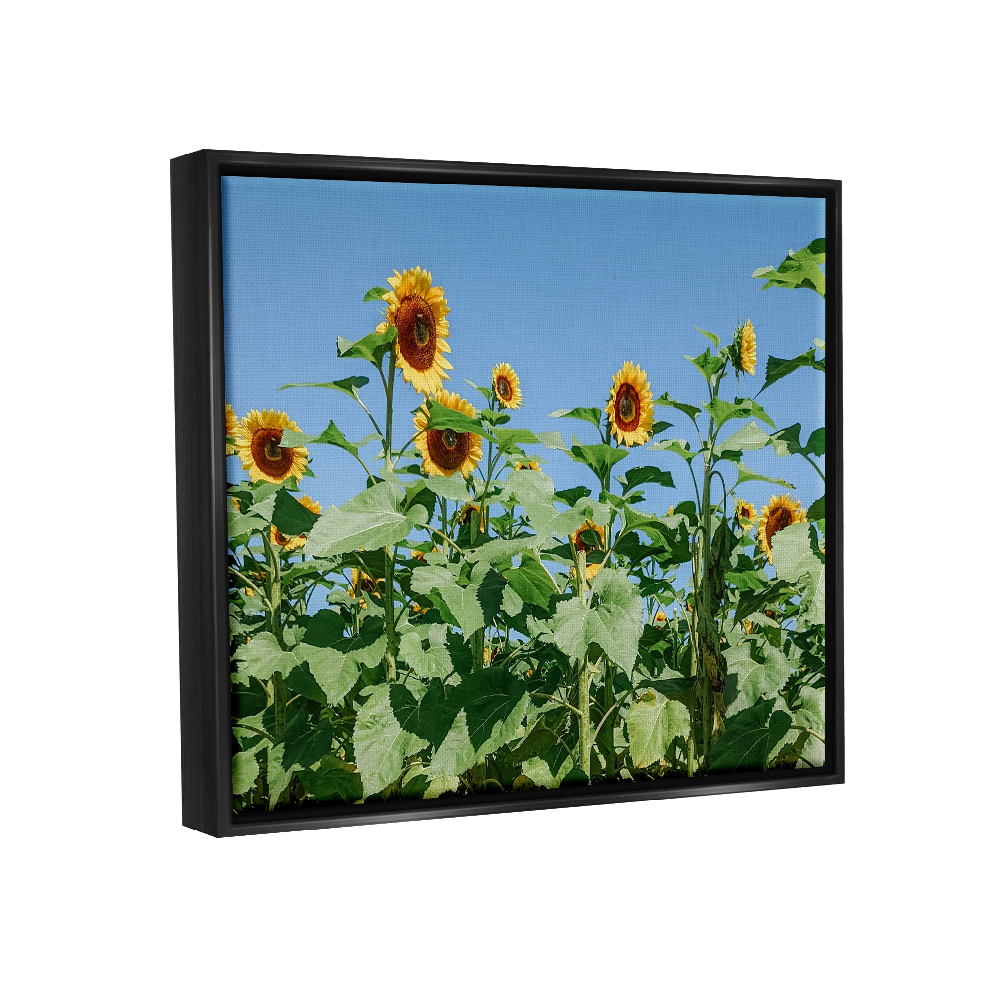 Stupell Industries Tranquil Country Sunflower Meadow Sunny Daytime Blooms Photograph Jet Black Floating Framed Canvas Print Wall Art, Design by Kali Wilson