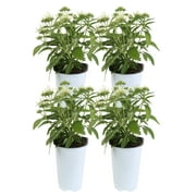 11in. Tall White Pentas; Full Sun Outdoors Plant in 4.5in. Grower Pot, 4-Pack