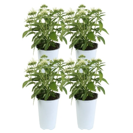 11in. Tall White Pentas; Full Sun Outdoors Plant in 4.5in. Grower Pot, 4-Pack