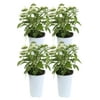 11in. Tall White Pentas; Full Sun Outdoors Plant in 4.5in. Grower Pot, 4-Pack