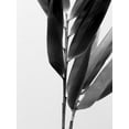 thumbnail image 2 of Stramel, Renee W. 25x32 White Modern Wood Framed Museum Art Print Titled - BandW Bamboo II, 2 of 4