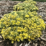 Proven Winners, Outdoor, Live Plants, Yellow, Sedum, 2.72QT, Each