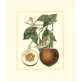 thumbnail image 2 of Risso, A. 12x13 Gold Ornate Wood Framed with Double Matting Museum Art Print Titled - French Orange Study II, 2 of 4